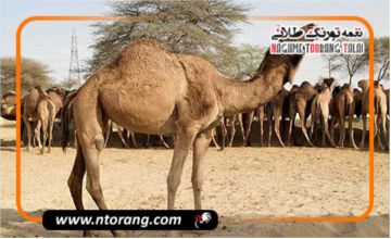 سیستان و بلوچستان، پیشتاز در ایجاد الگوی ملی پرورش شتر